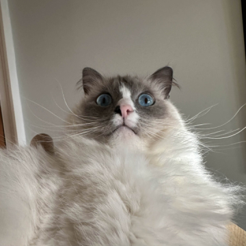 MeerKat