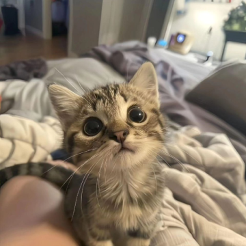 Gatitos Mix